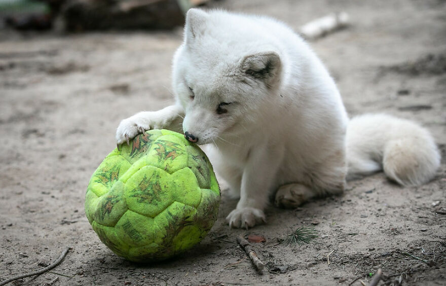 You Can Help End The Suffering Of Millions Of Animals In The European Union By Signing This Petition You Can Help End The Suffering Of Millions Of Animals In The European Union By Signing This Petition