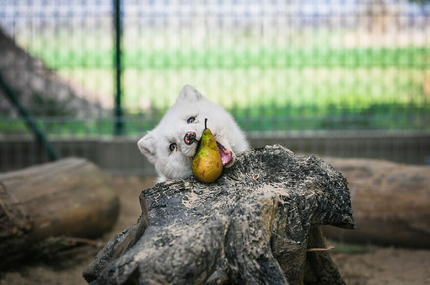 You Can Help End The Suffering Of Millions Of Animals In The European Union By Signing This Petition You Can Help End The Suffering Of Millions Of Animals In The European Union By Signing This Petition