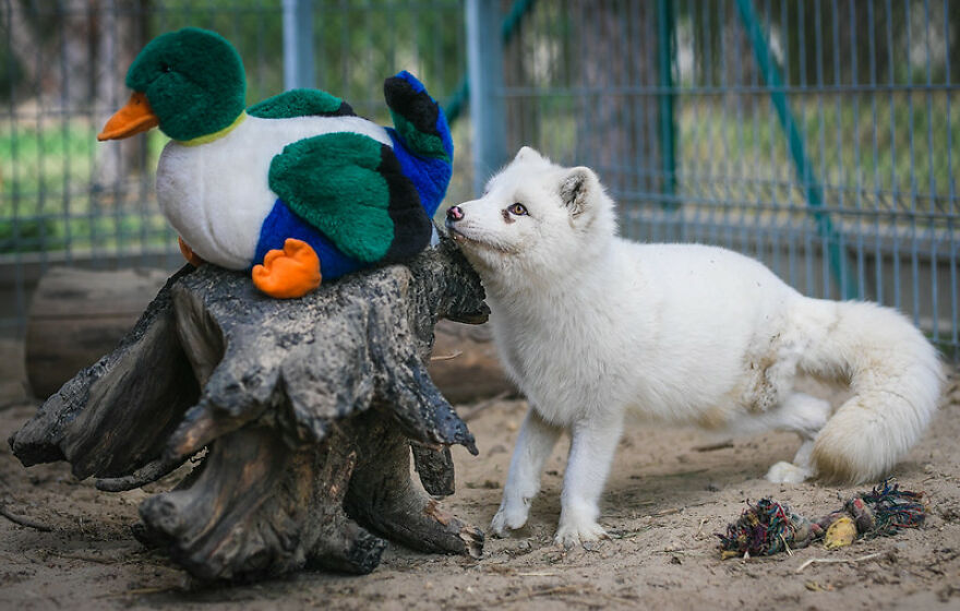 You Can Help End The Suffering Of Millions Of Animals In The European Union By Signing This Petition You Can Help End The Suffering Of Millions Of Animals In The European Union By Signing This Petition