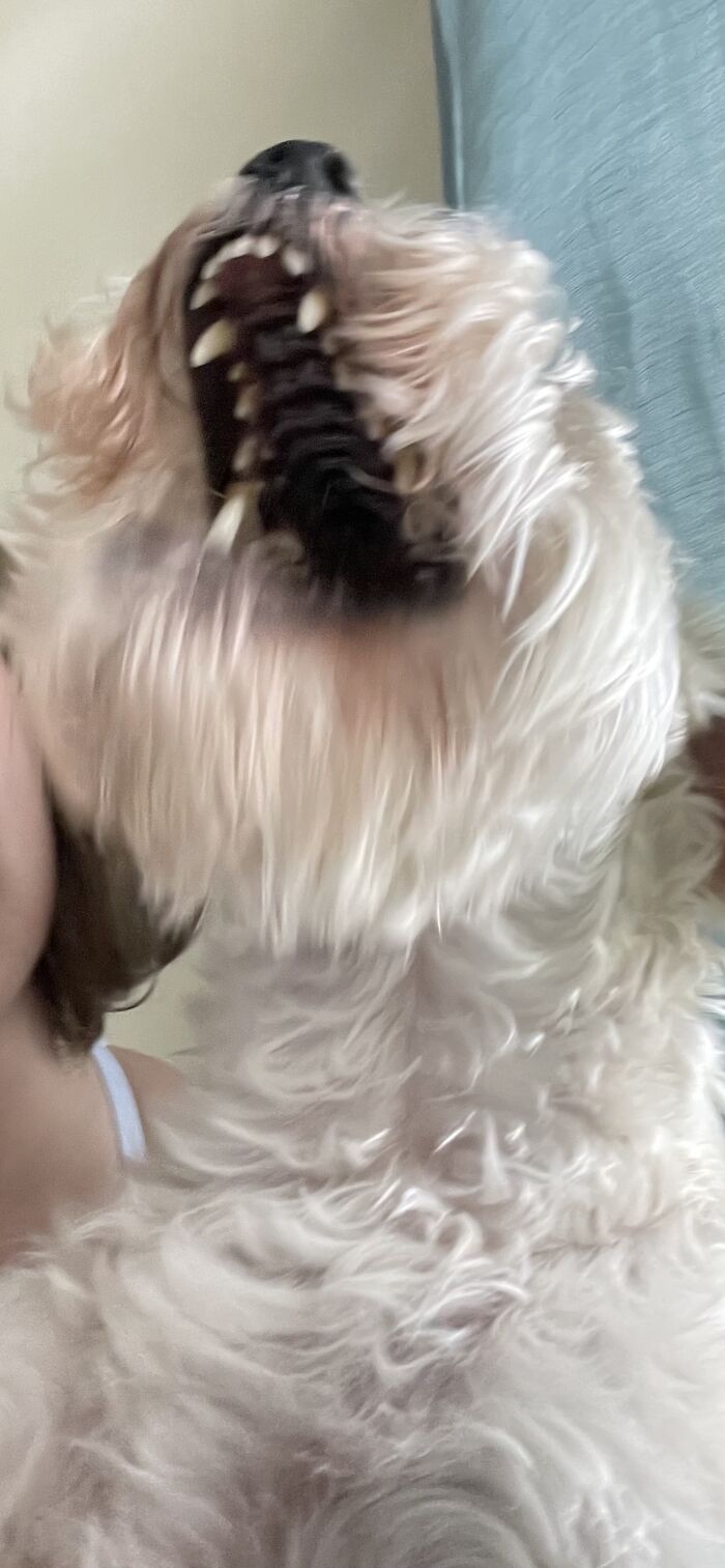 Name: Murray. Specimen: Either A Whale Or A Dog