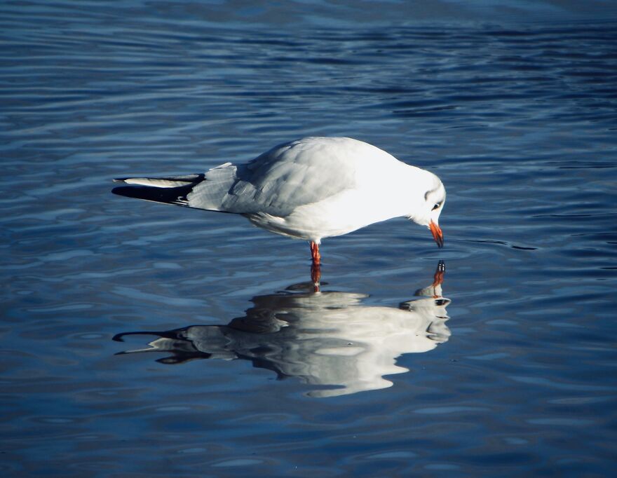 I Photograph Birds And Animals Around The UK, Here Are Some Of My Favourites!