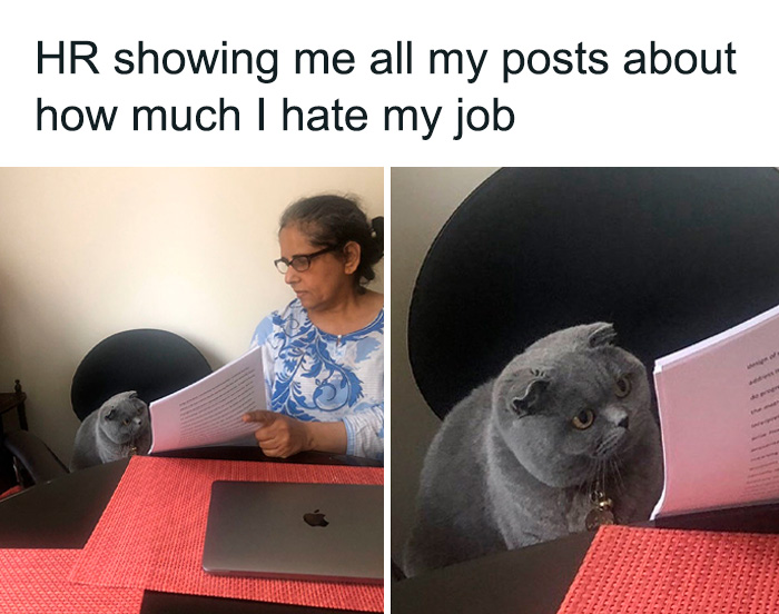 A woman showing a cat paper, humorously illustrating sarcasm about job dissatisfaction from 'Sarcasm Only' memes.