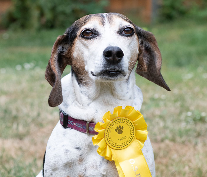 Dog Runs Away From Home And Returns With Dog Show Rosette - 5