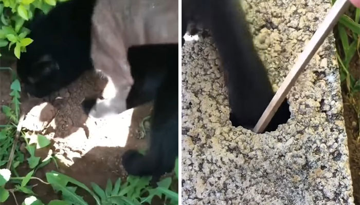 Millions Of People Rejoice At Hilarious Video Of Cat Rescuing House Keys From Hole - 3