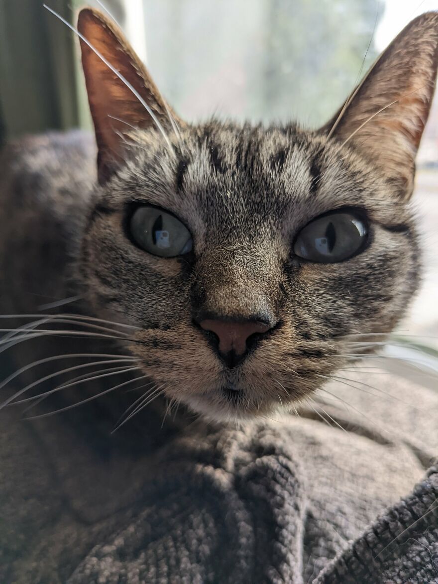 Dad Makes A Cat Bed For His Daughter's Feline From An Old TV, And It Hasn't Gone Unnoticed On The Socials