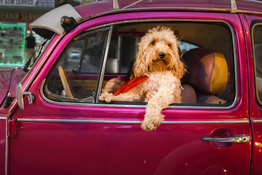 The 26 Finalists Of The 'Animal Friends Comedy Pet Photo Awards' Contest Have Been Announced