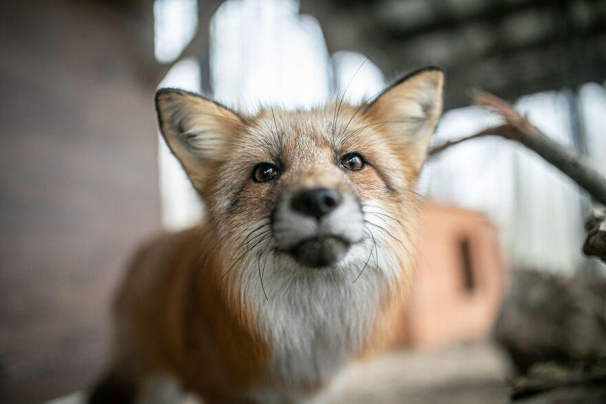 You Can Help End The Suffering Of Millions Of Animals In The European Union By Signing This Petition You Can Help End The Suffering Of Millions Of Animals In The European Union By Signing This Petition