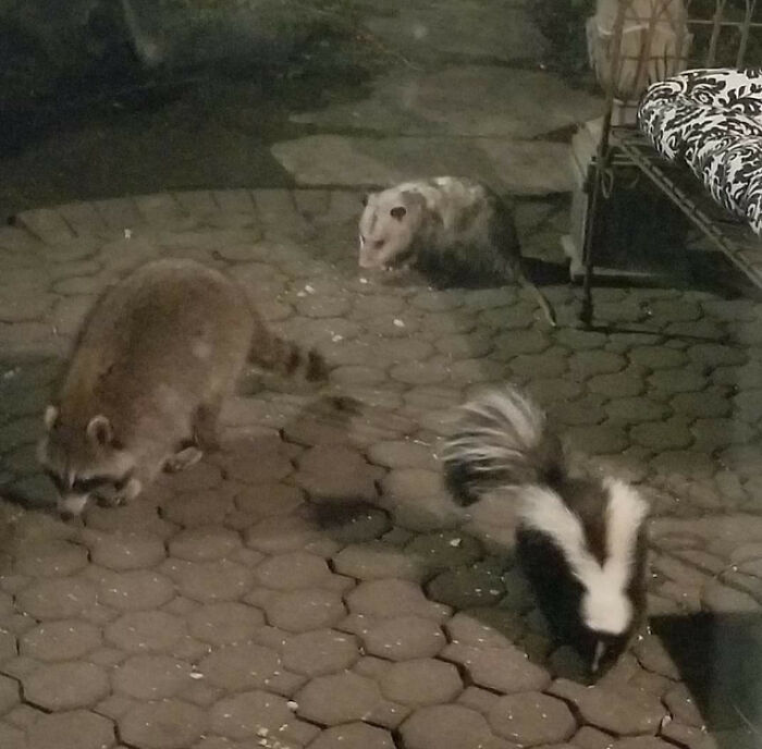 This Facebook Group Celebrates 'Cute Nopes' That Might Change Your Mind About Them (50 Pics)