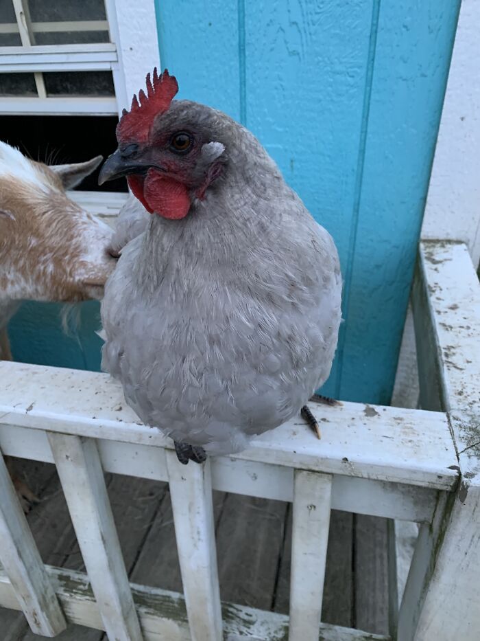 Lav, My Needy Hen (Ignore The Goat)