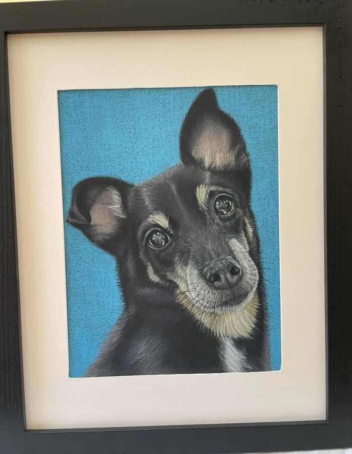 Pet Portraits