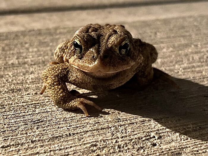 Close-up of a toad on a textured surface, showcasing a funny wildlife photographing fail moment in nature photography.