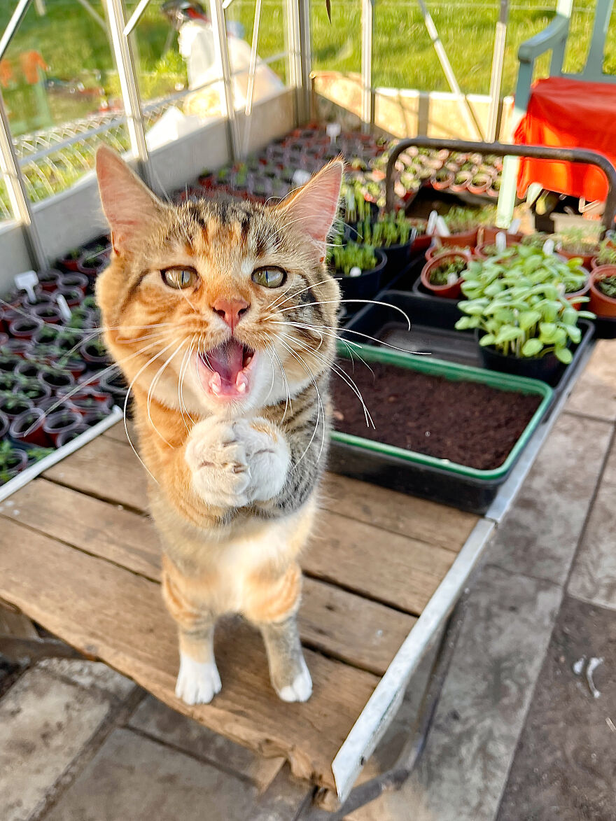 The 26 Finalists Of The 'Animal Friends Comedy Pet Photo Awards' Contest Have Been Announced