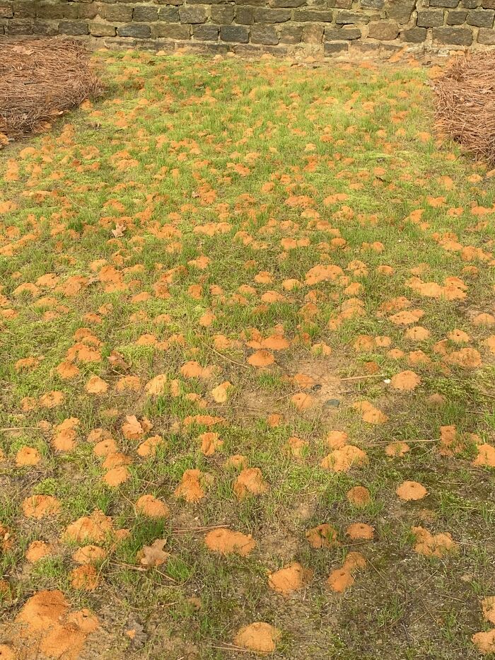 A Huge Swarm Of Ground Wasps Moved In Overnight