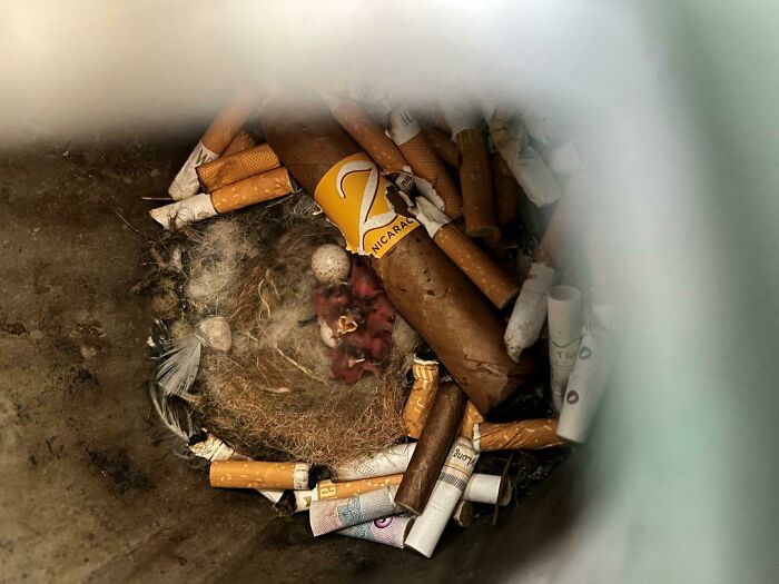 A Bird Is Raising It's Babies In A Cigarette Bucket At My Workplace