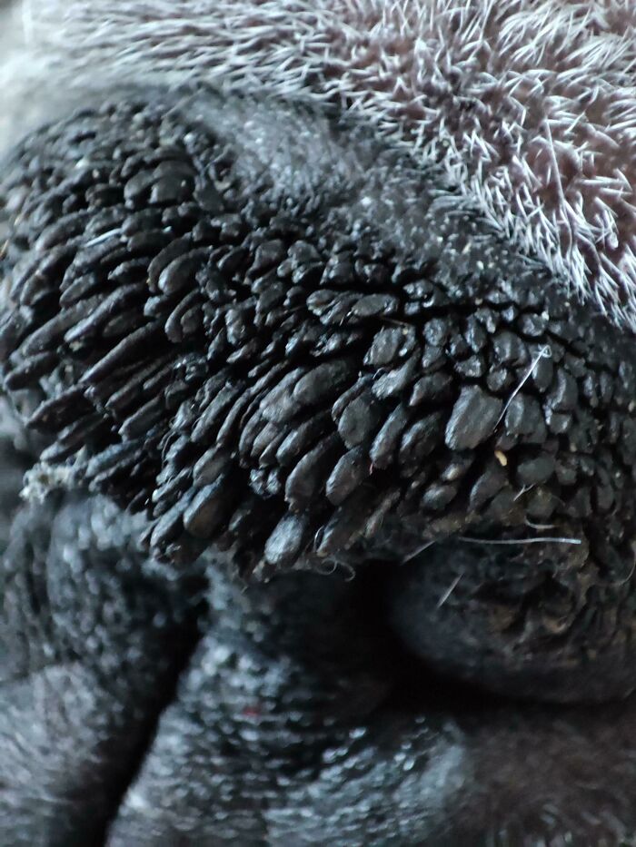 My Dog's Nose From Really Close