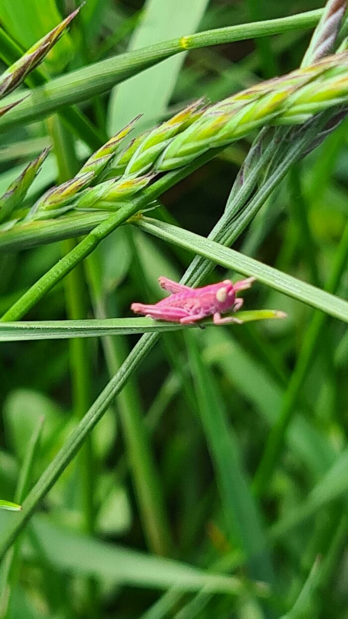 I Found A Pink Grasshopper