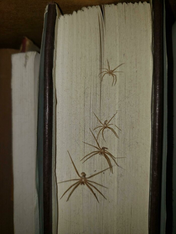 A Spider Came Back To Molt In The Same Place On A Book 4 Times