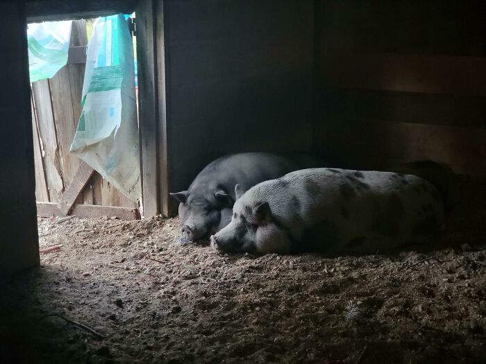 My Pigs On An Early Fall Morning