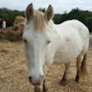 kirstenferguson_1 avatar