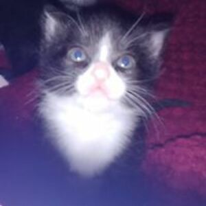 reisigmichelley avatar