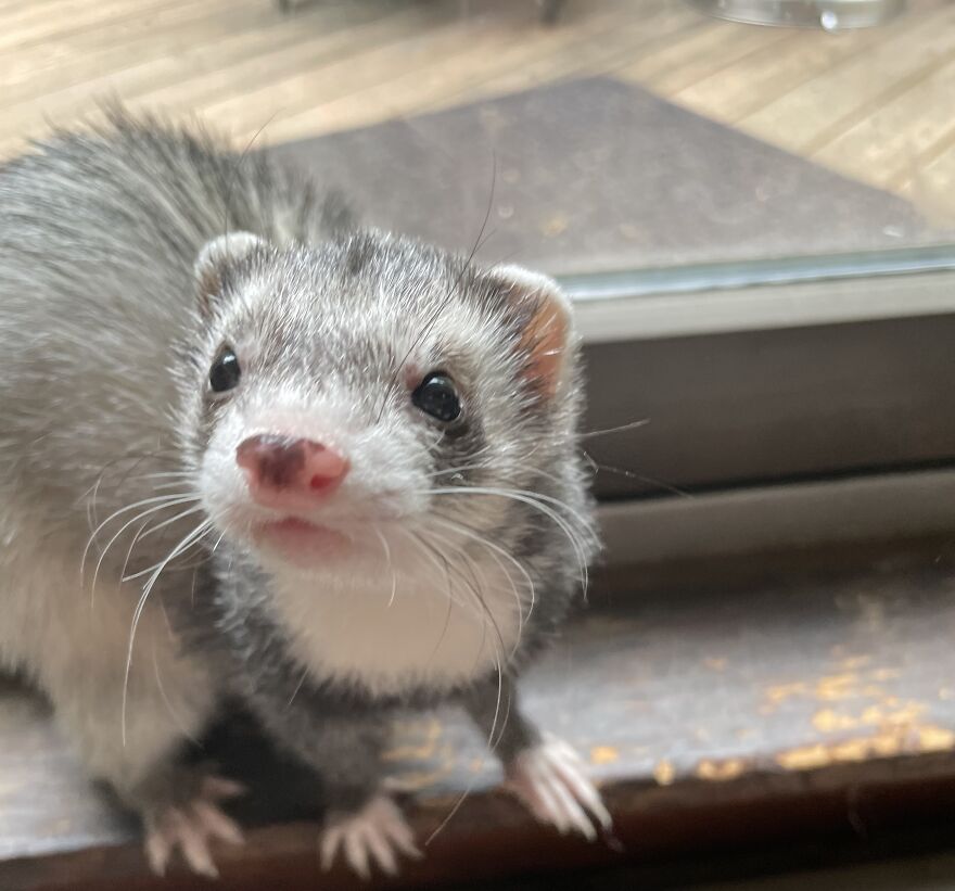 Walnut The Ferret!