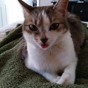 aussieashleigh avatar