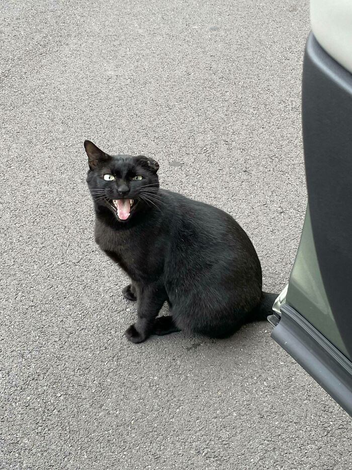 Este chico de una sola oreja me grita e intenta subir a mi coche cada vez que voy al gimnasio