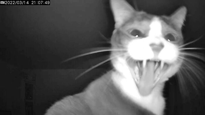 Lo atrapamos mientras grita a mitad de la noche