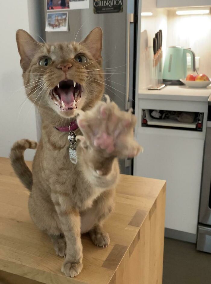 Screams And Spread Beans