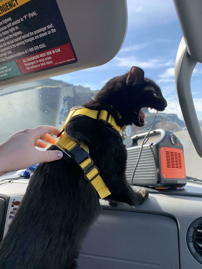 My Void Isn’t Happy About Our 1000 Mile Drive