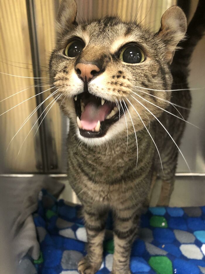 Hobbes quiere que sepan que nunca lo han alimentado en toda su vida