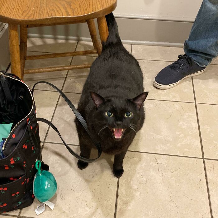 Se pone a gritar en el veterinario mientras le hacemos sus exámenes anuales