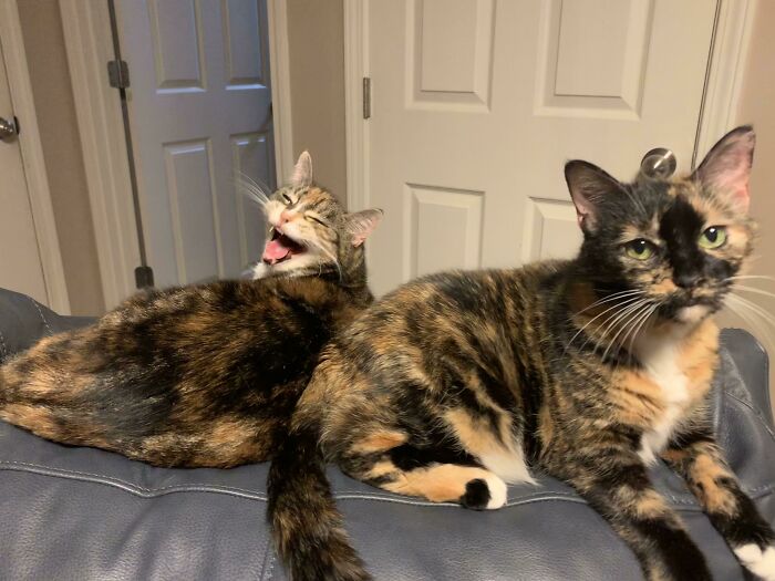 Rescued The One On The Right At A Gas Station 12 Years Ago. Little Did I Know She Was About To Have Kittens, The Yeller On The Left Is Her Daughter. Very Moody Girls, But I’m So Glad I Have Them