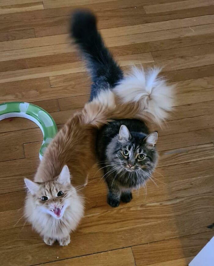 Give Me The Fooooooodddd