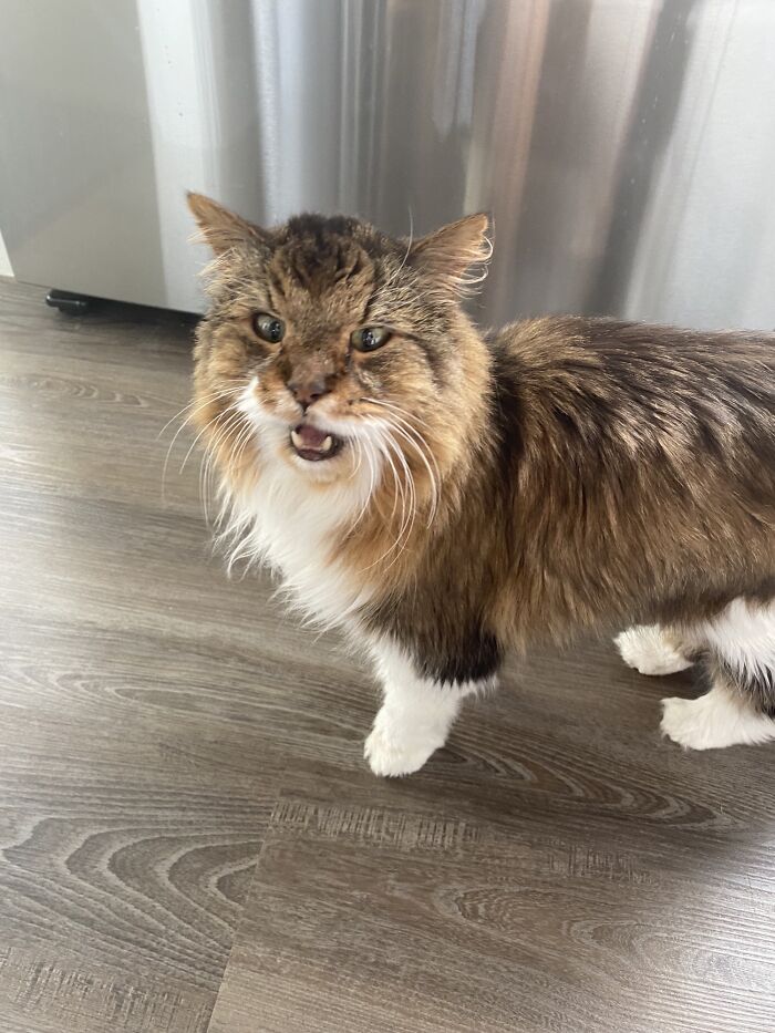 Cat Sitting. Old Man Is Furious That He Can’t Go Outside Because There’s Still Snow On The Ground. He Is Loudly Protesting His Imprisonment