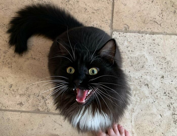 Si no alimentas al duende del sofá exactamente a las 9 a.m. cuando suena su canción de la comida (Final Countdown), el duende del sofá G R I T A R Á