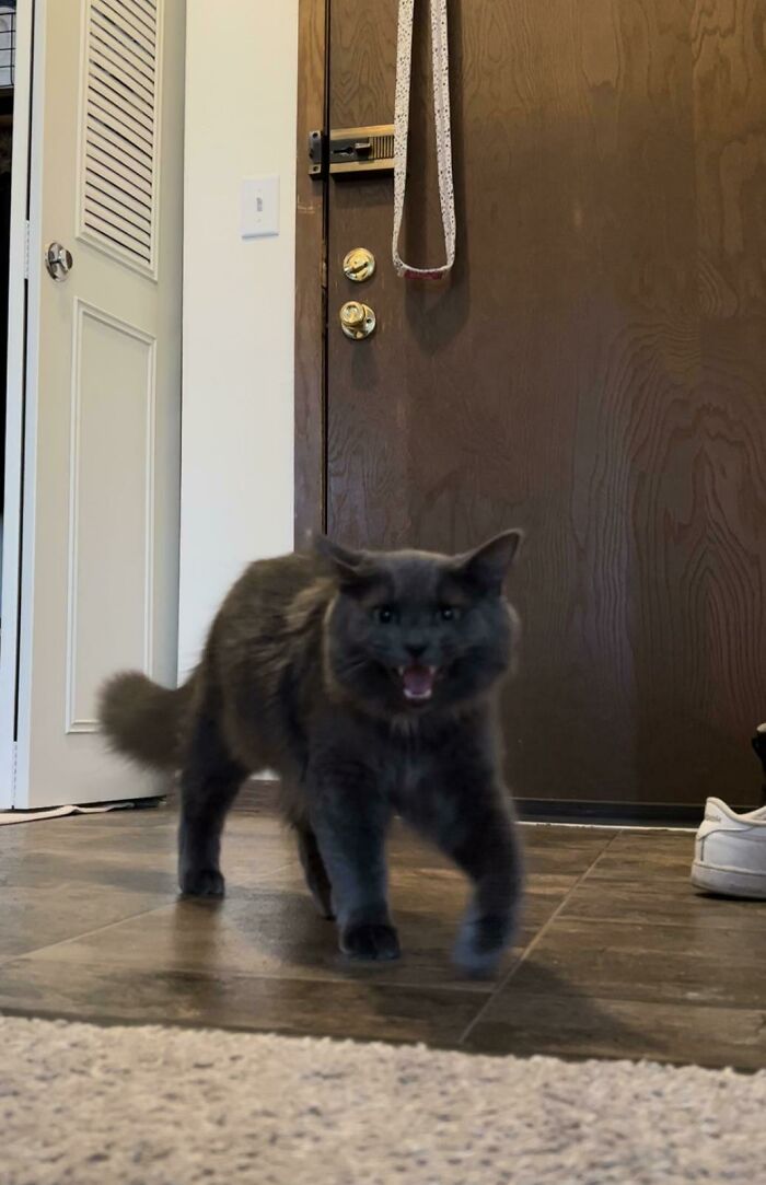 How Dare I Close The Door Without Letting Him Escape For A Second