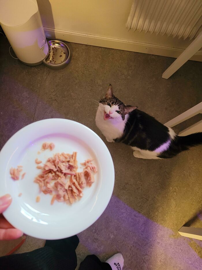 Oh Lawd, She Yellin' For T U N A