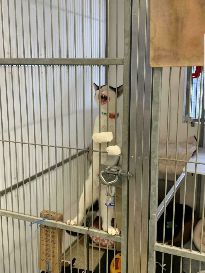 ¡Libérame! ¡Soy inocente!