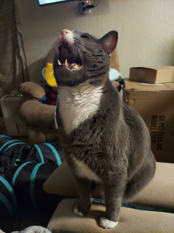 Lemon Is Clearly Dying Of Starvation