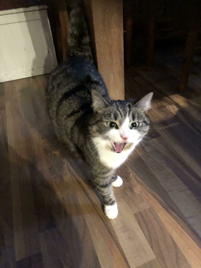 Sorry It’s Not A Video But She Do Be Yelling