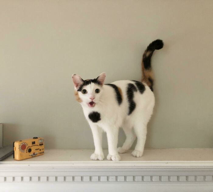 She Demands More Things To Knock Off The Mantle