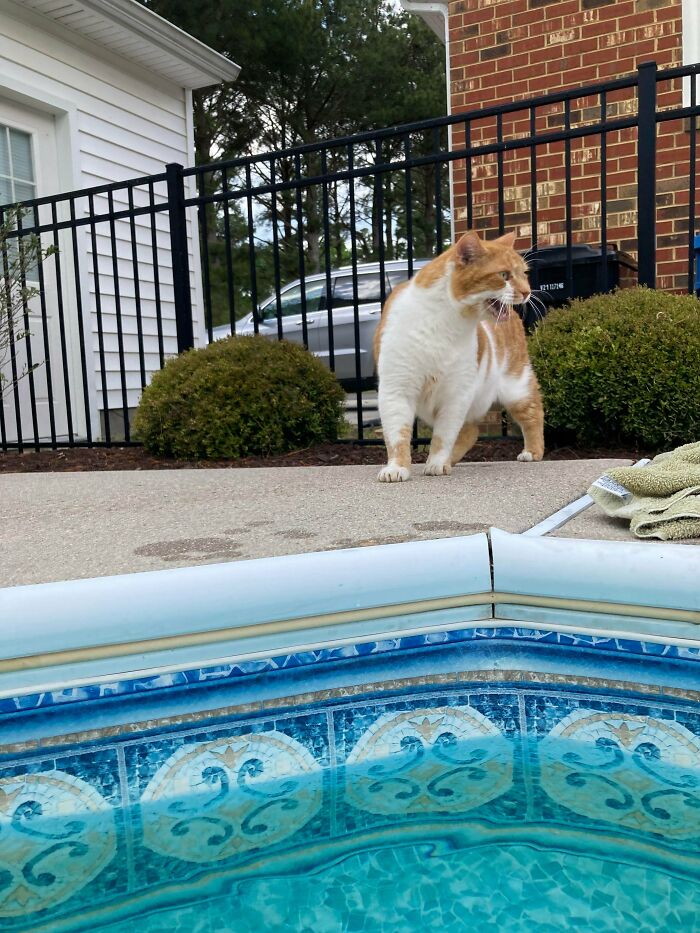 My Little Lifeguard Gets Nervous When My Head Goes Underwater