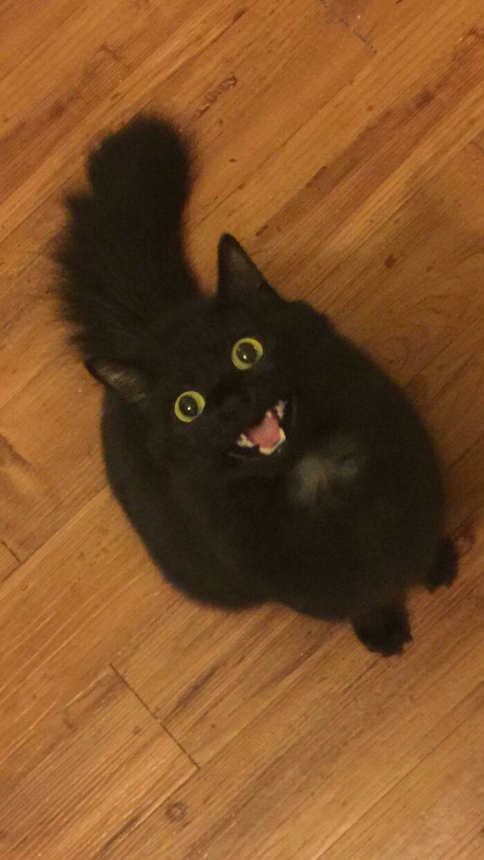 Mochi Has A Lot To Say And It’s Mostly About Being 3 Minutes Late To Feed Her