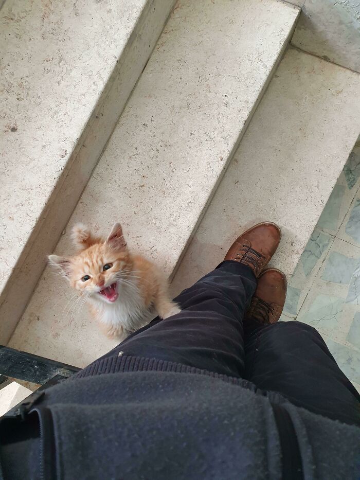 Cute Little Kitty I Feed Outside My Apartment And Haven't Named Yet. 24/7 Yelling At Me For Pats, And Of Course I Gotta Oblige