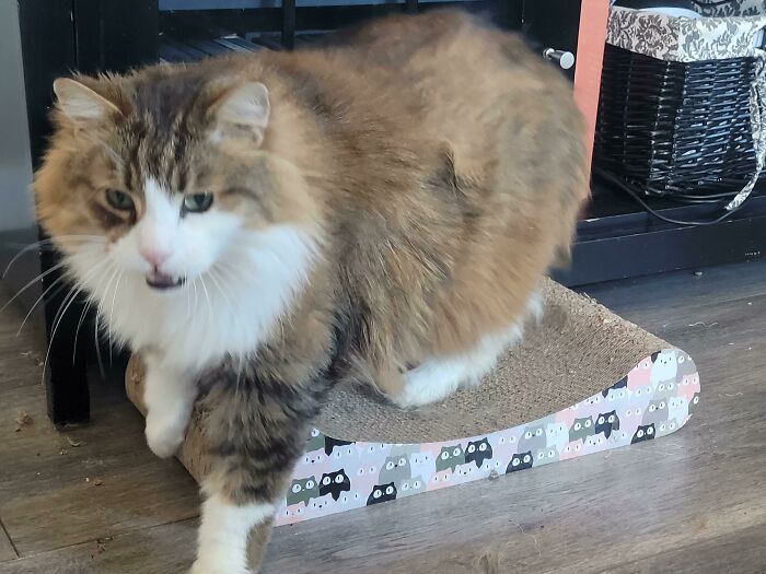 He Saw I Was Taking A Picture So He Got Up To Yell At Me