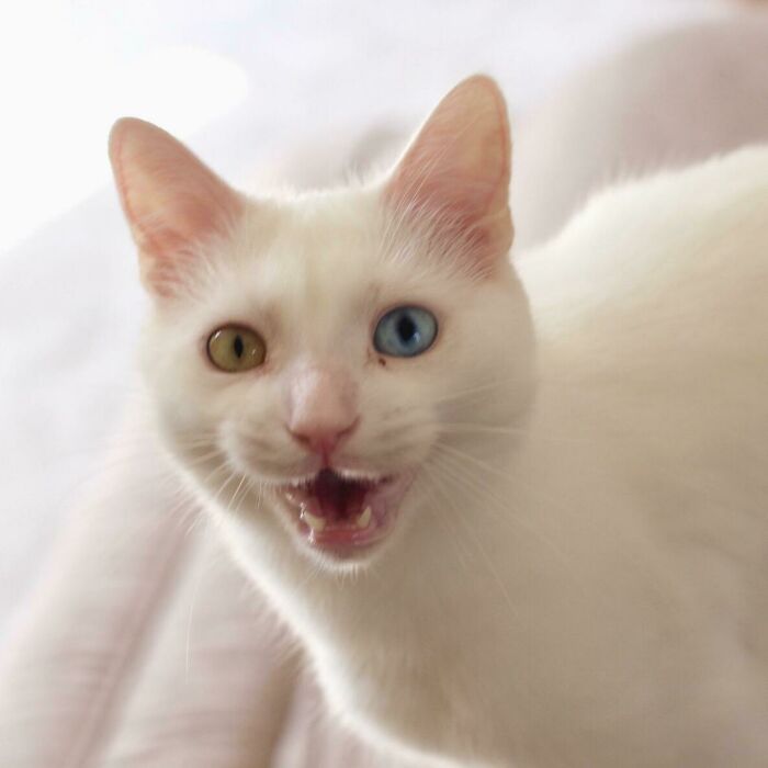 He’s Mad He Can’t Go Outside Whilst It’s Sunny