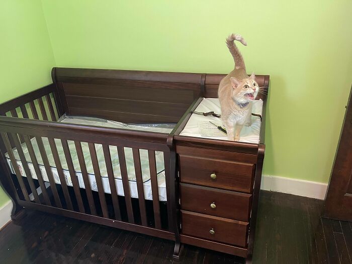 She Supervised While I Was Assembling. Yell Of Approval, Or Of Confusion?