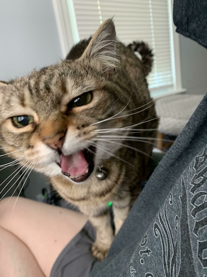 You Dare Ignore Sprinkles?!