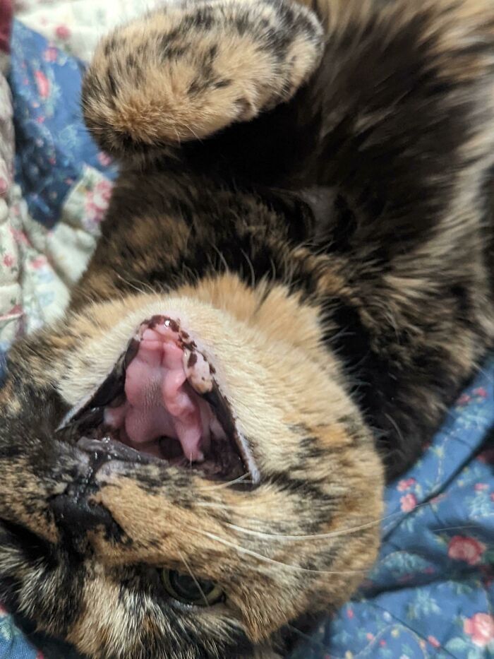 14 años, sin dientes y ruidosa